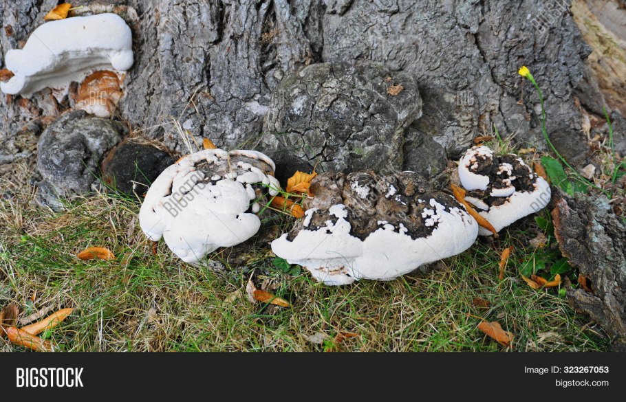Ganoderma adspersum