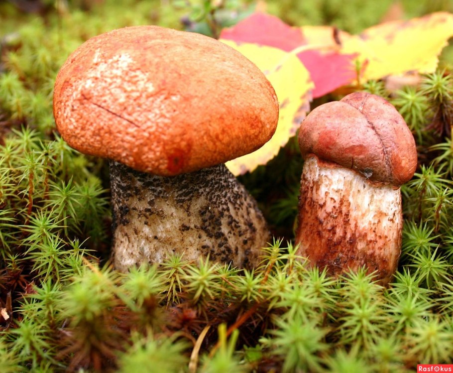 Подосиновик красный (Leccinum aurantiacum)