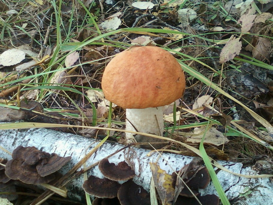 Розовые грибы в Сибири