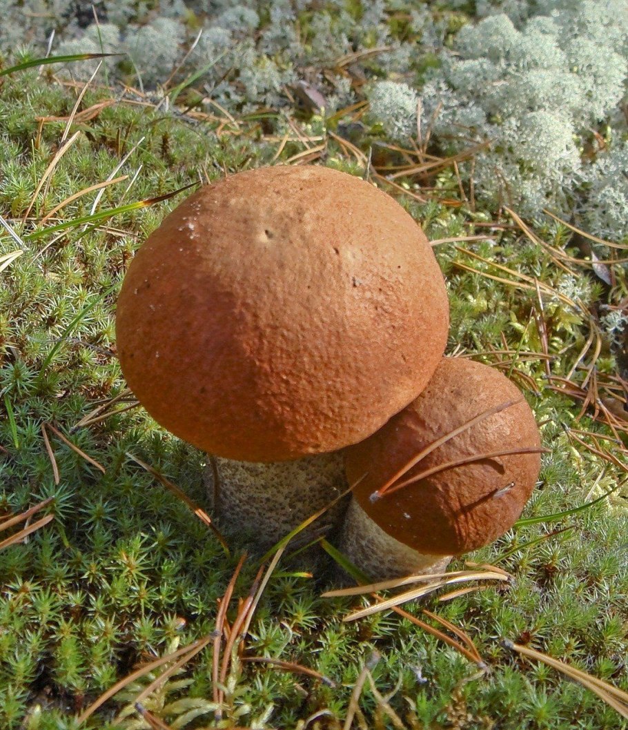 Грибы в тайге