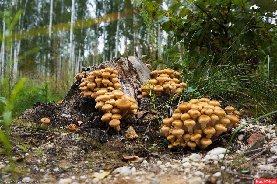 Гриб Эдулис