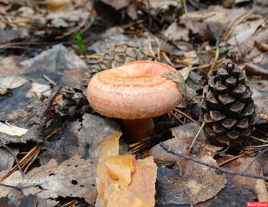 Съедобные грибы Сибири волнушки