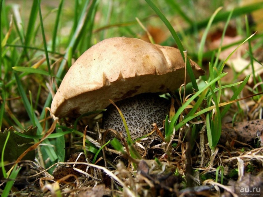 Сибирские съедобные грибы