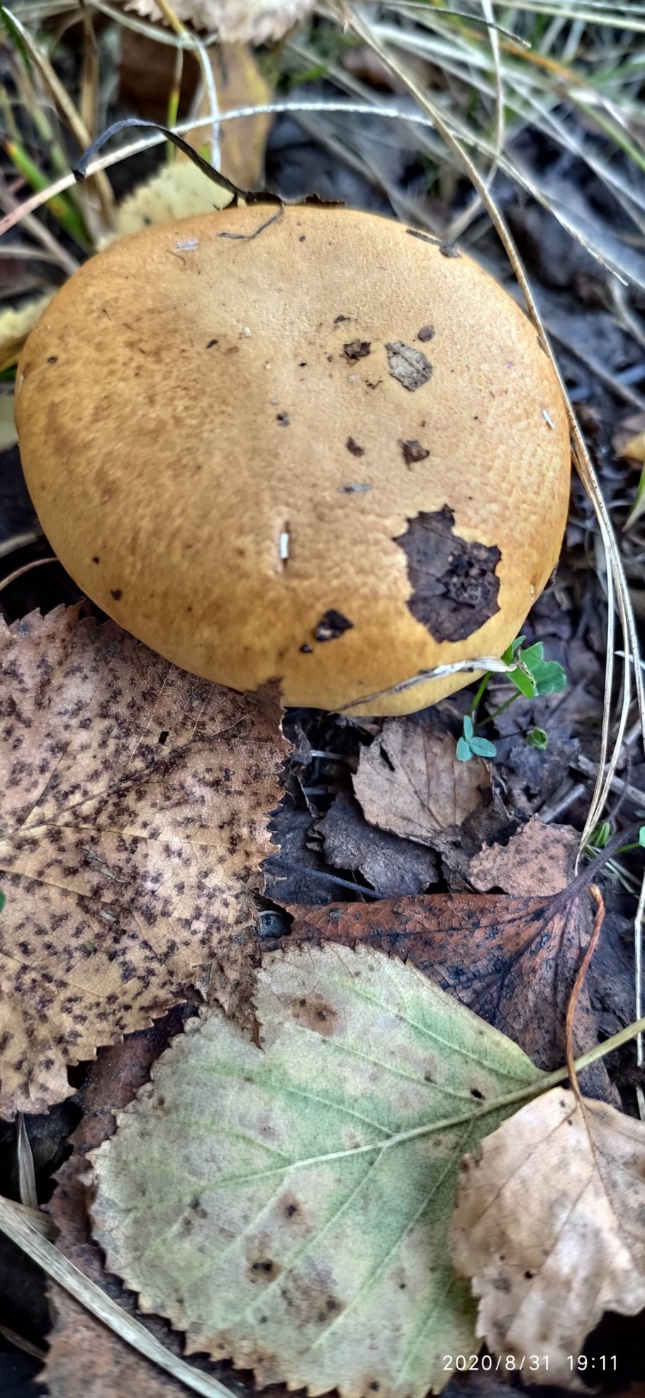 Белые грибы в Сибири