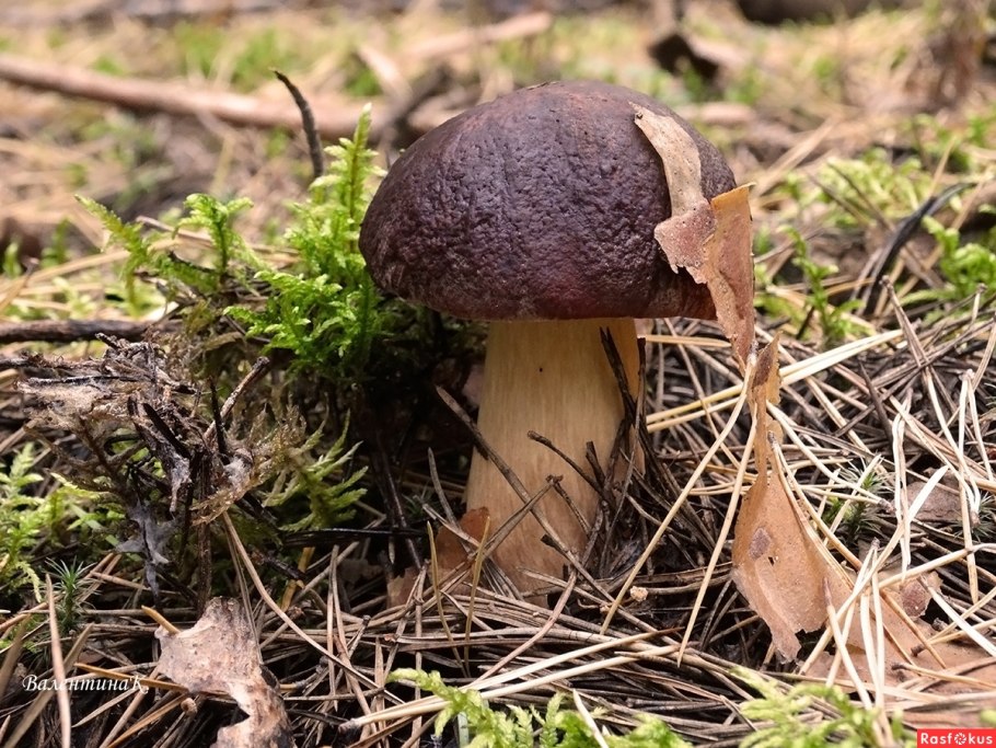 Полевой Боровик