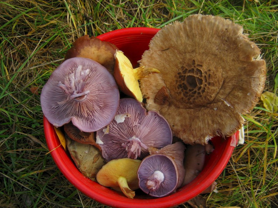 Сыроежка охристая