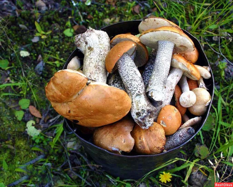 Белые грибы в Сибири