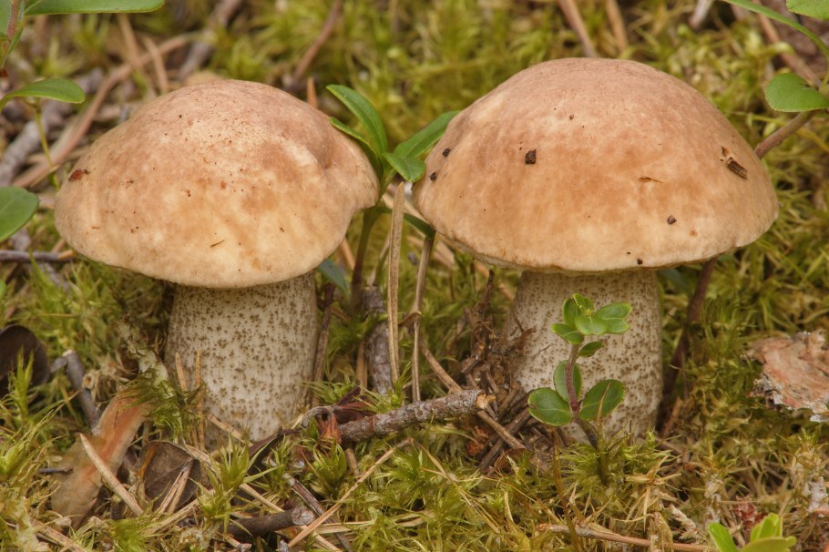 Грибы Сибири