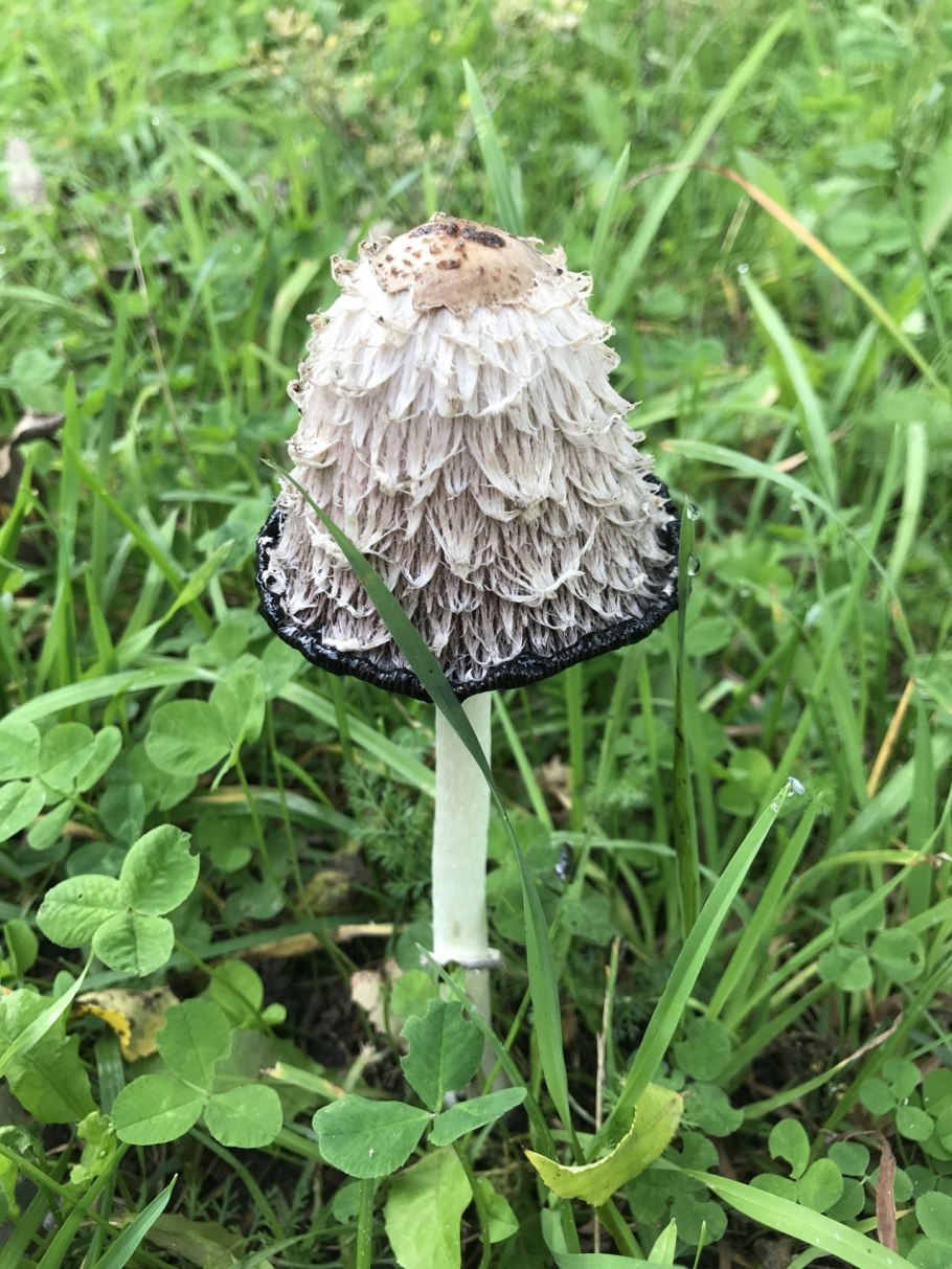 Съедобные грибы Западной Сибири