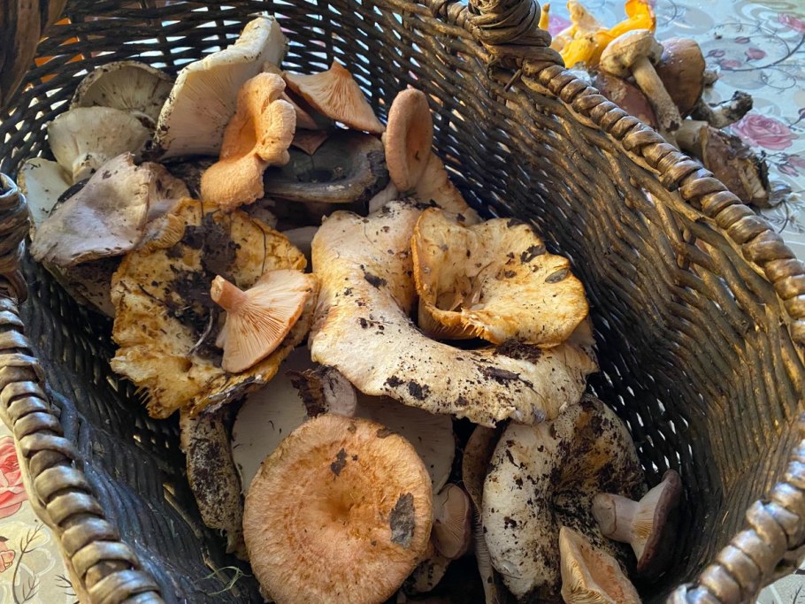 Грибы Ямала несъедобные