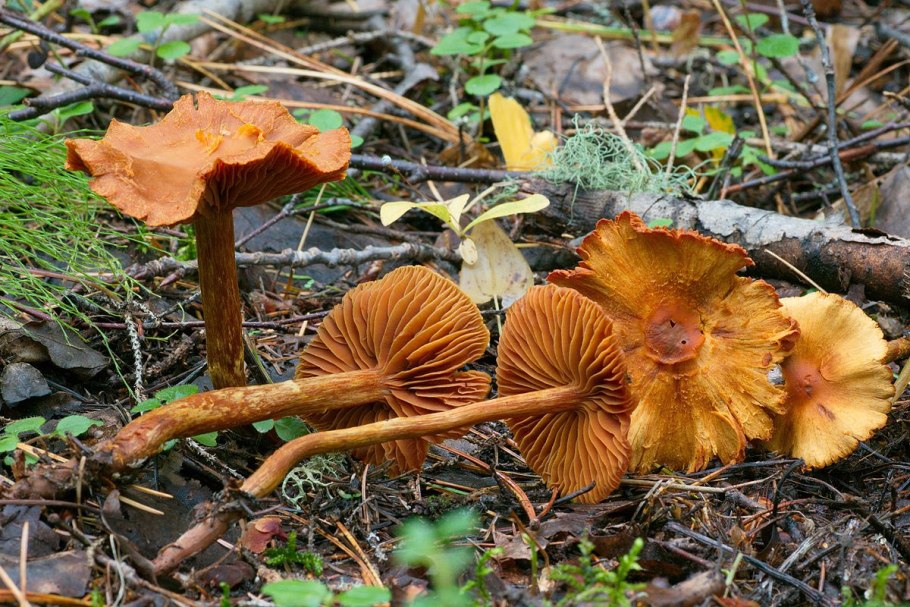 Cortinarius Torvus грибы Сибири