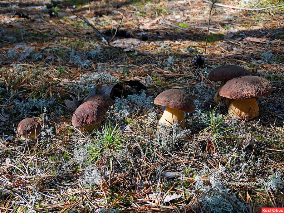 Гриб Боровик в лесах Западной Сибири