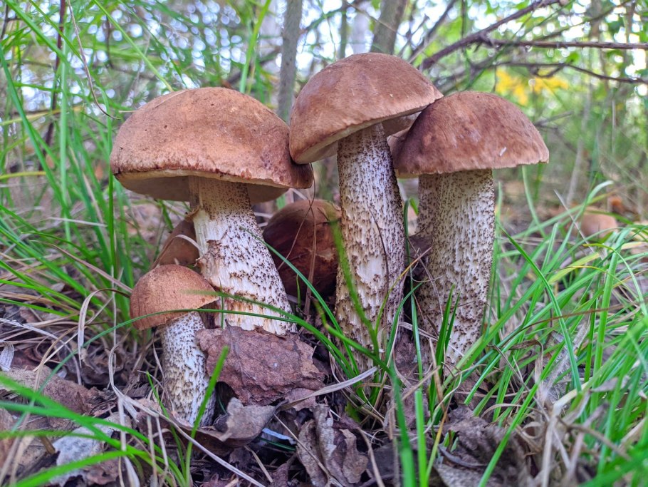 Белый гриб и подберезовик