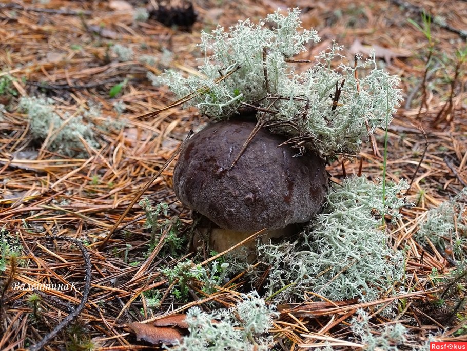 Сибирские опята грибы