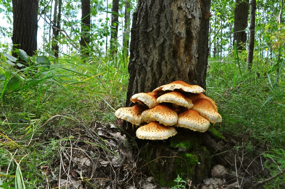 Белый гриб Сибирский