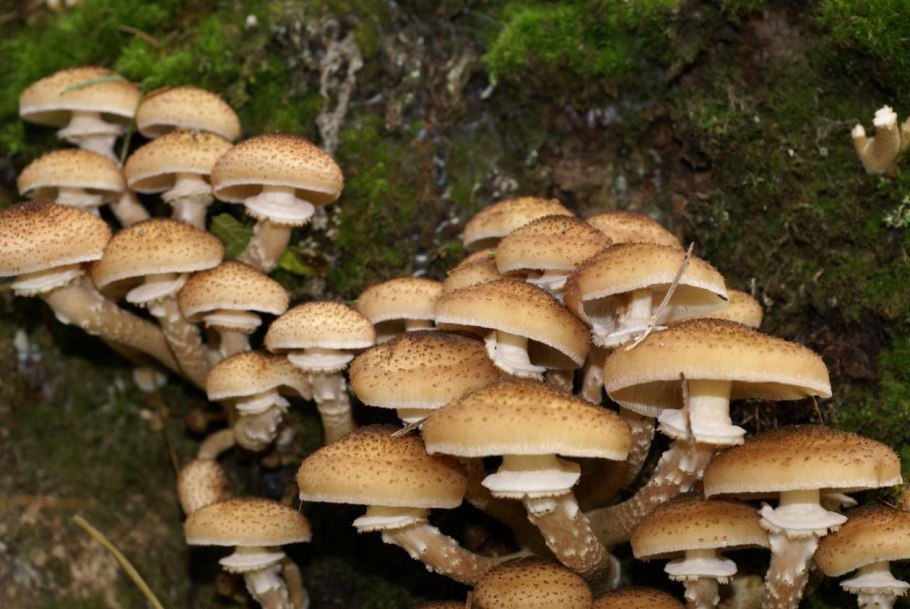 Сибирские опята грибы