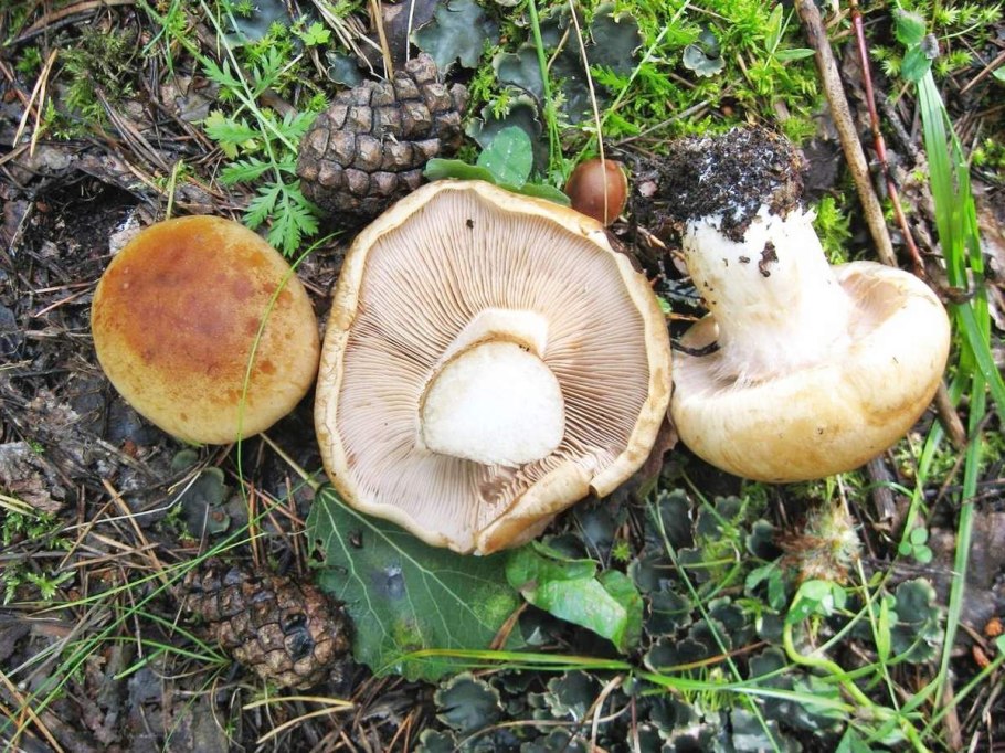 Cortinarius esculentus