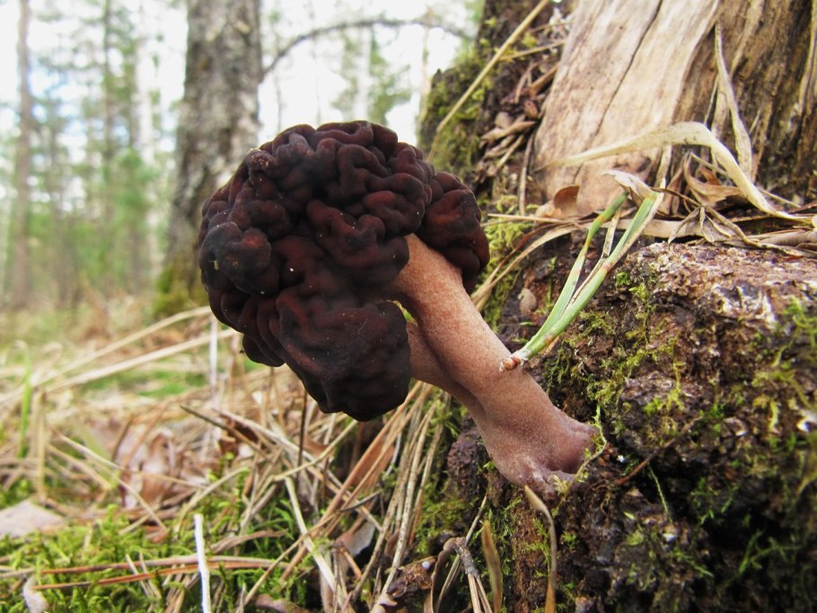 Лес брусничник грибы