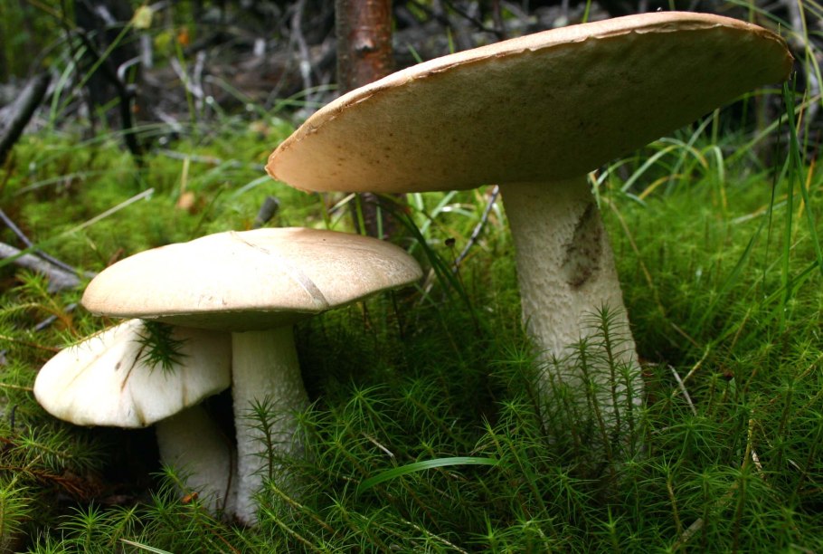 Обабок и подосиновик