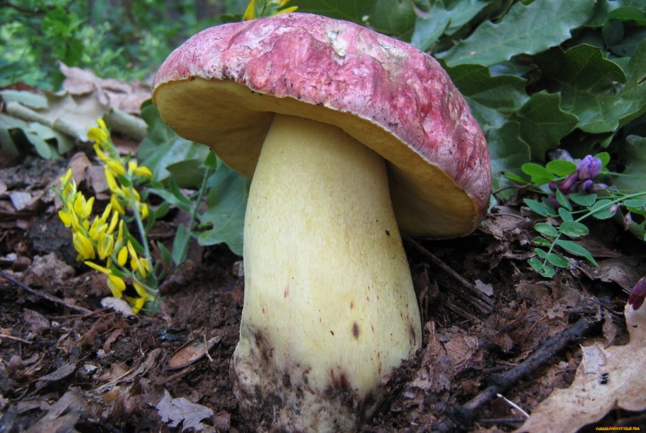 Гриб Боровик Королевский Boletus Regius