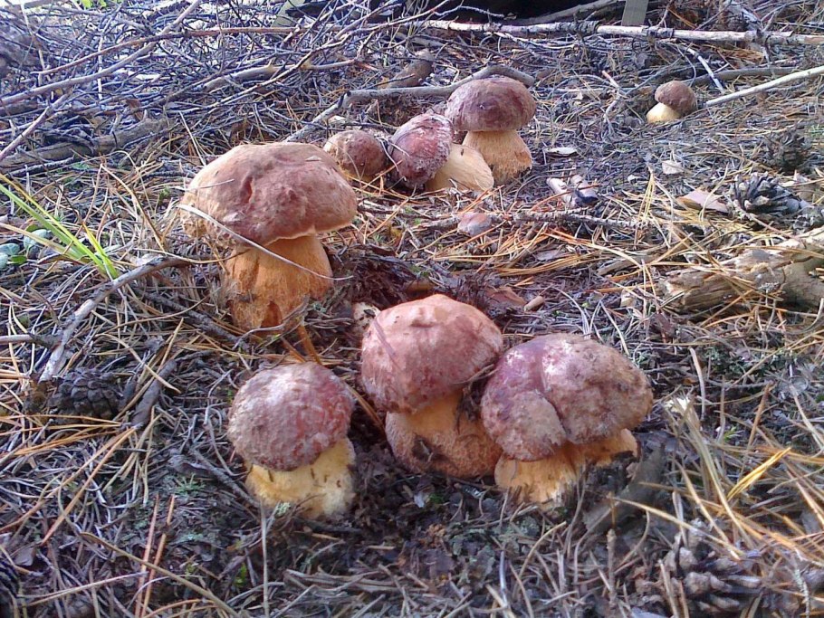 Гриб Эдулис