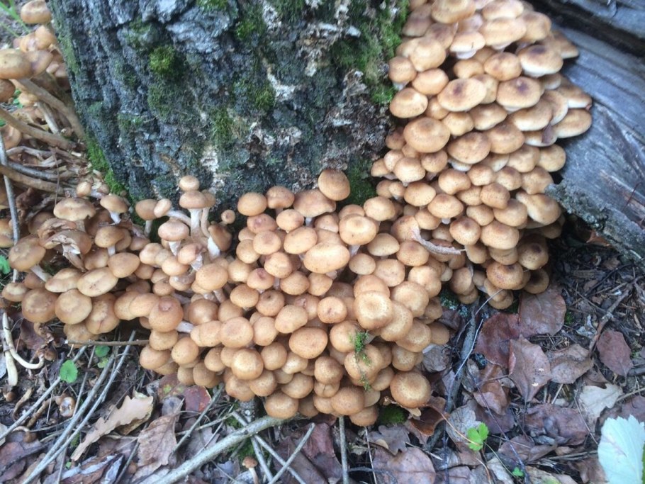 Опята в лесу