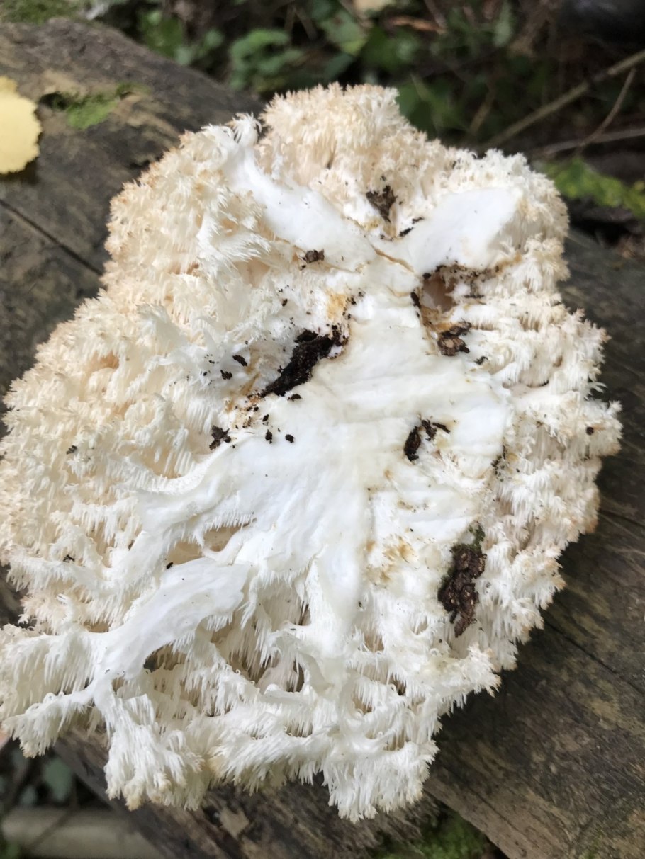 Ежовик белый коралловидный