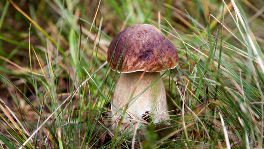 Королевский мухомор и пантерный