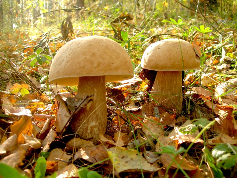 Царский белый гриб