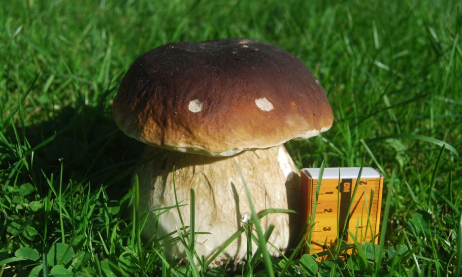 Гриб боровик королевский