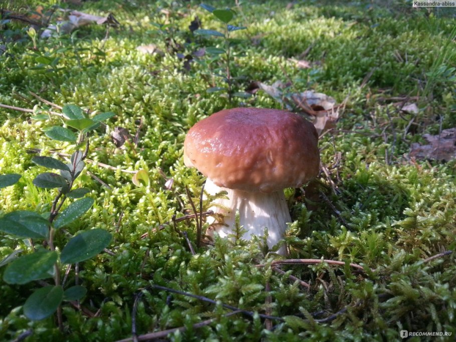 Боровик царь грибов