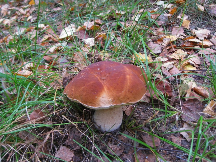 Гриб царь грибов