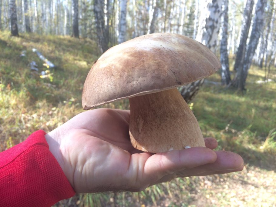 Кудряши грибы