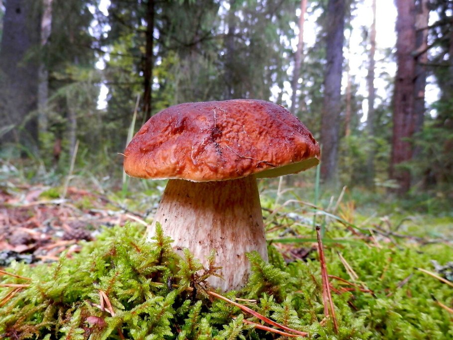 Белый гриб царь грибов