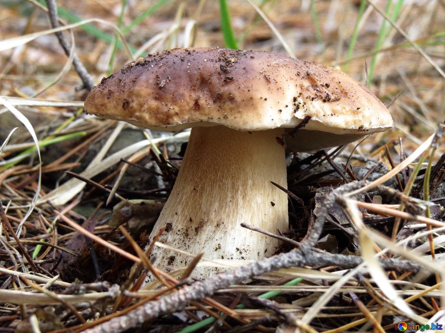 Pleurotus eryngii гриб