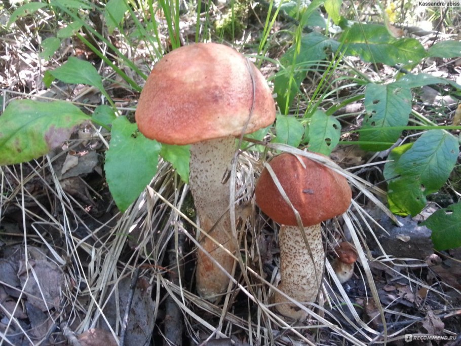 Императорский шампиньон