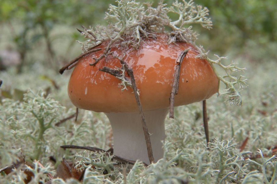 Гриб с оранжевой шляпкой