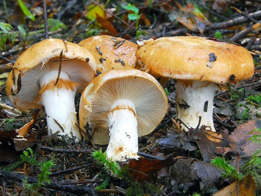 Паутинник Сосновый