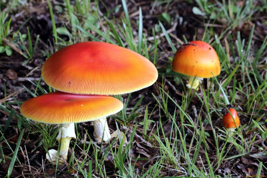 Гриб Amanita Jackson