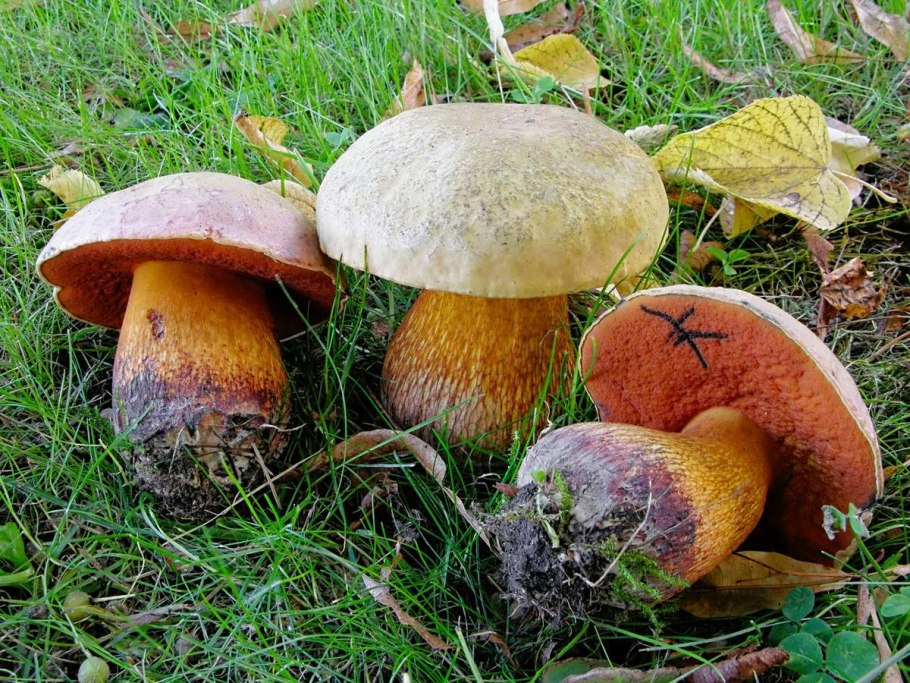 Orange and Yellow fungi