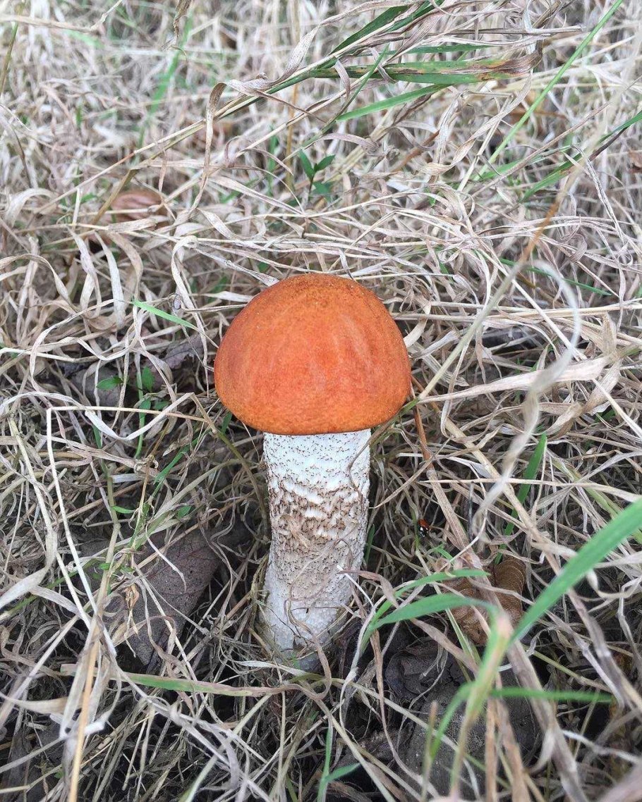 Цезарский мухомор