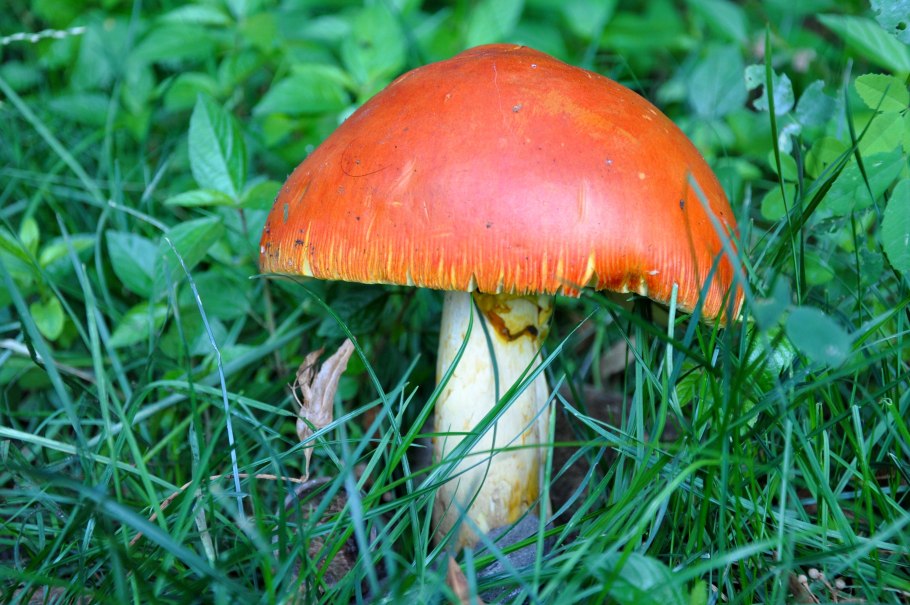 Подосиновик обыкновенный