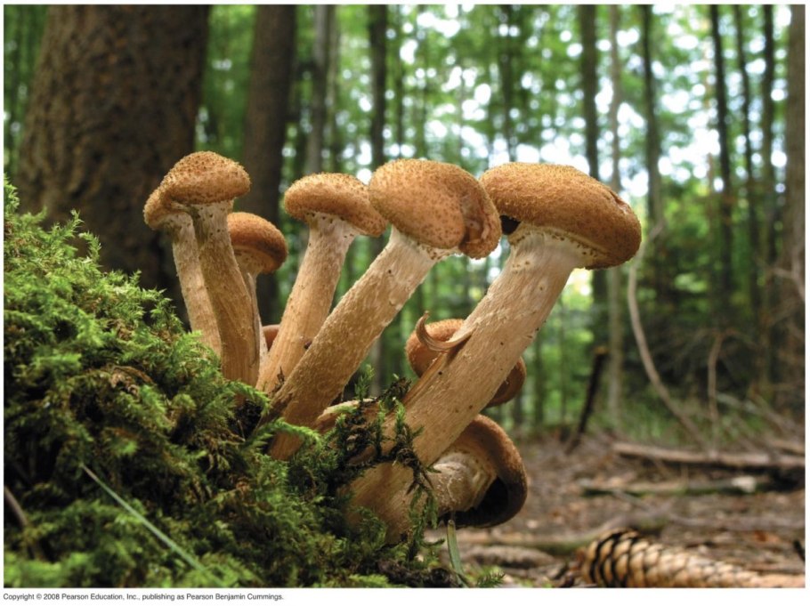 Армиллярия (Armillaria ostoyae)