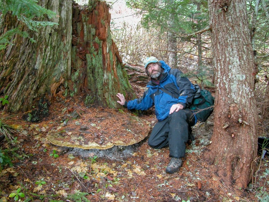 Опенок темный Armillaria ostoyae