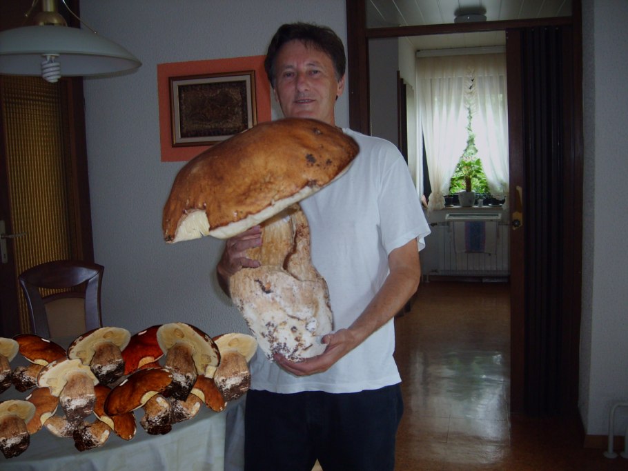 Грибы гиганты