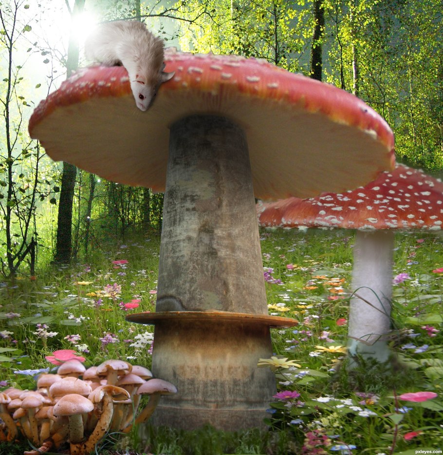 Гриб Армиллярия Мичиган