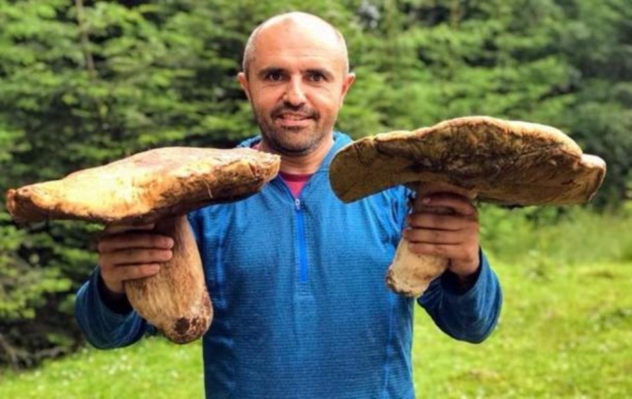 Гриб-монстр Armillaria ostoyae
