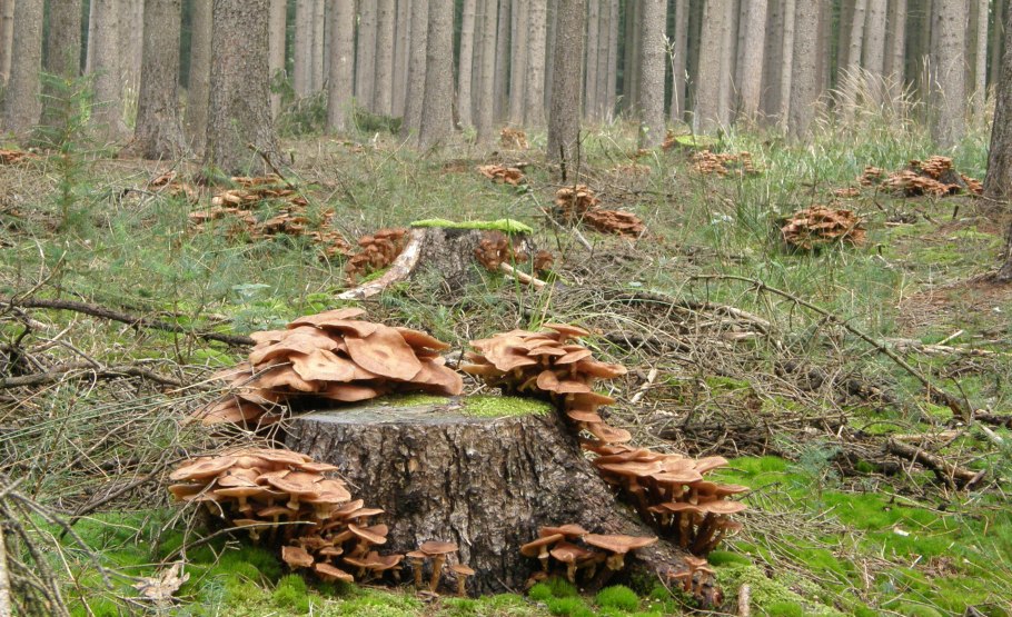 Гриб-монстр Armillaria ostoyae