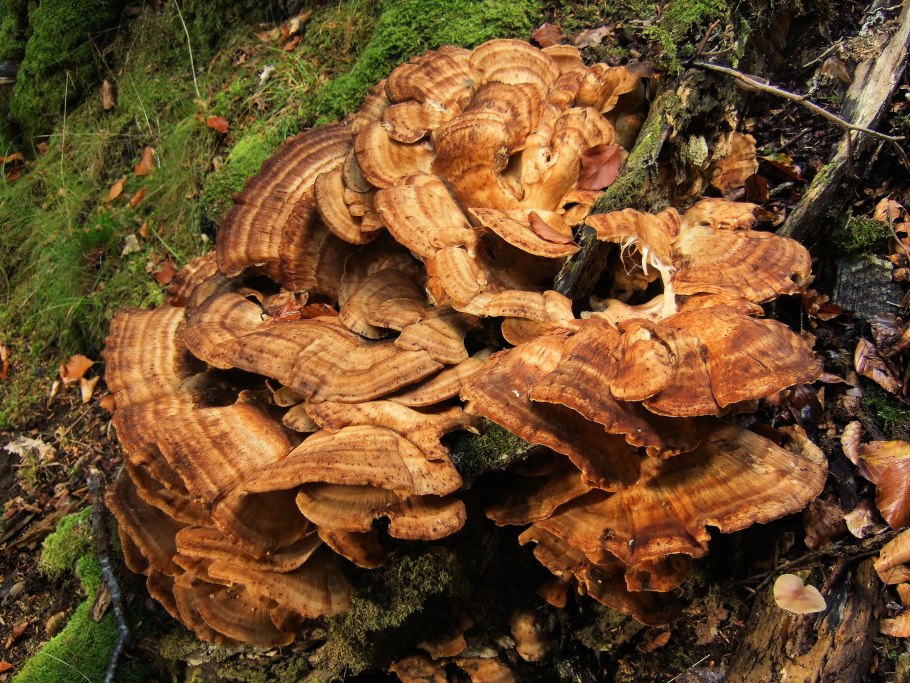 Armillaria самый большой гриб