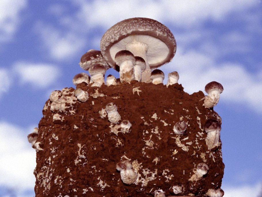 Опенок луковицеобразный (Armillaria bulbosa)